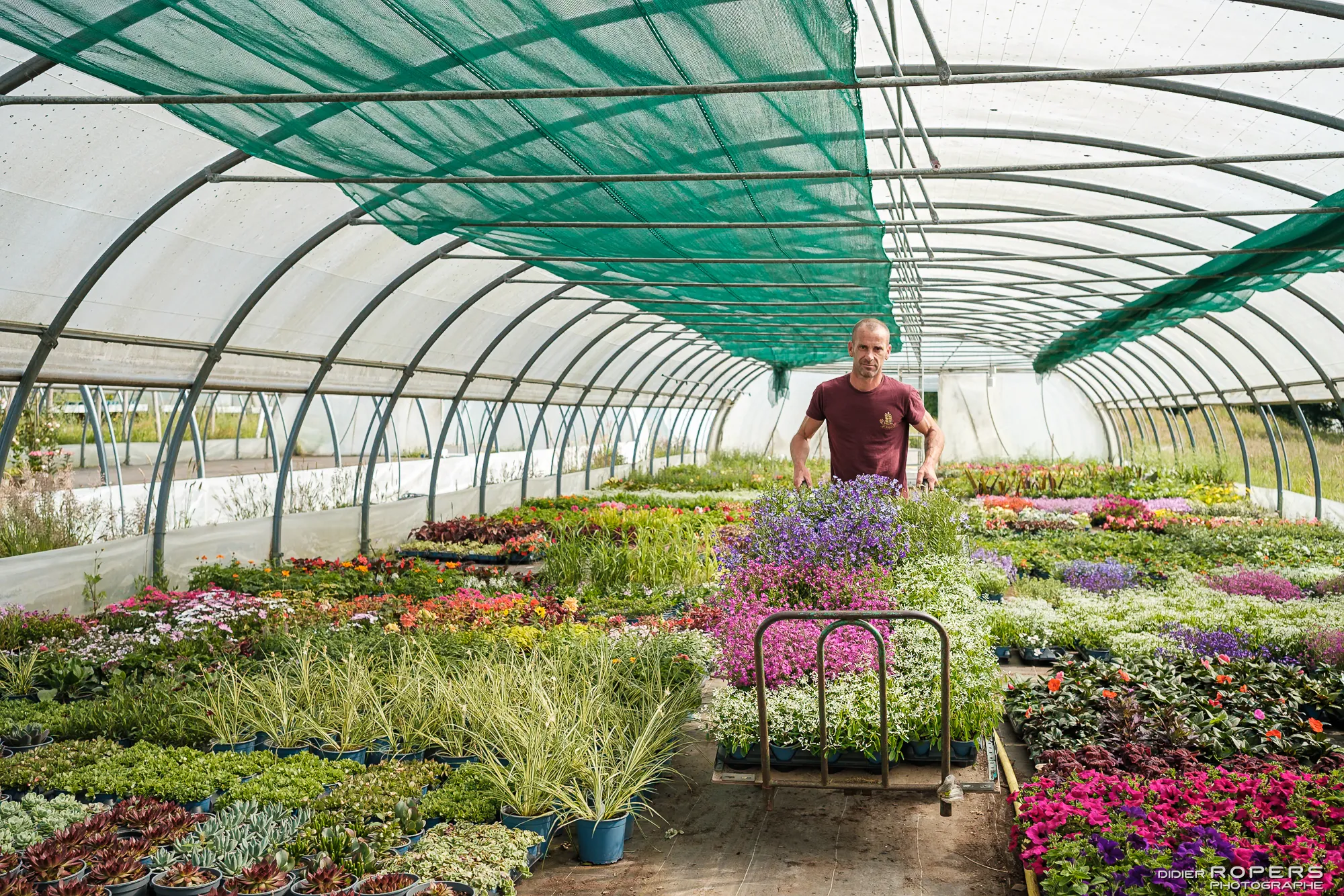 Production de plantes vivaces au jardin de Balgan